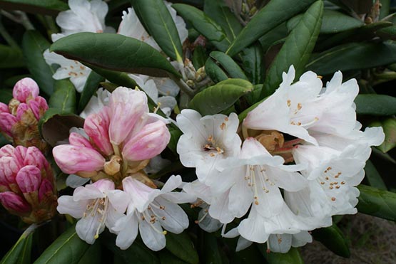 Rhododendron Rex Flowers